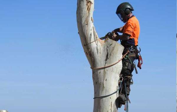 The Advantages of Hiring a Tree Removal Company