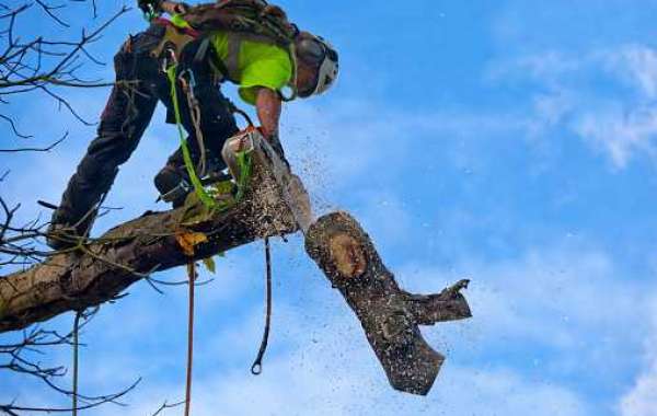 Essential Points to Keep In Mind When Hire Tree Removal Experts
