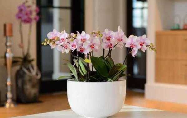 Orchid Delivery Melbourne